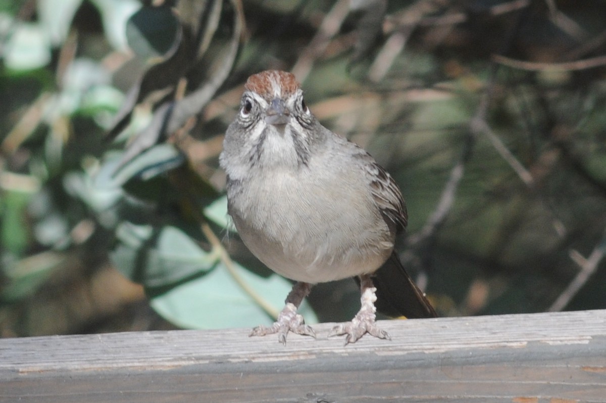 Rufous-crowned Sparrow - Louie Dombroski