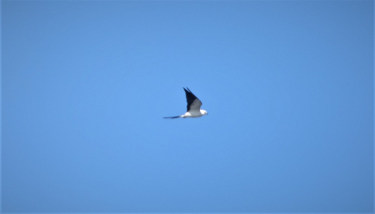 Swallow-tailed Kite - ML279295111