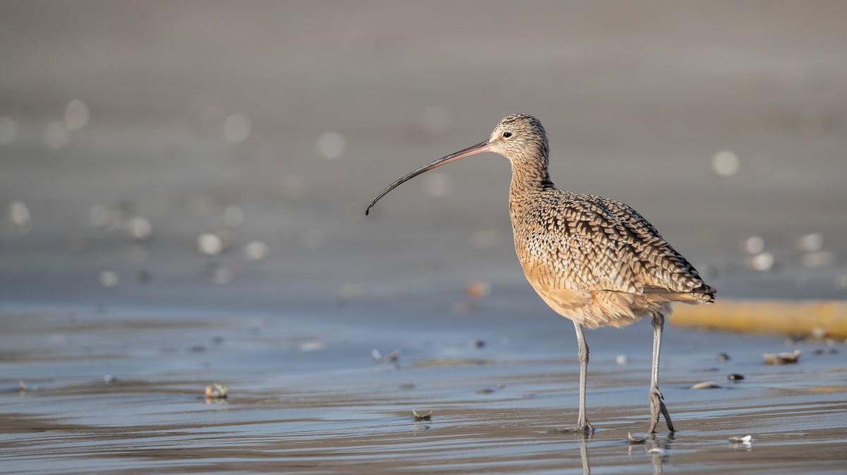 Long-billed Curlew - ML279297841