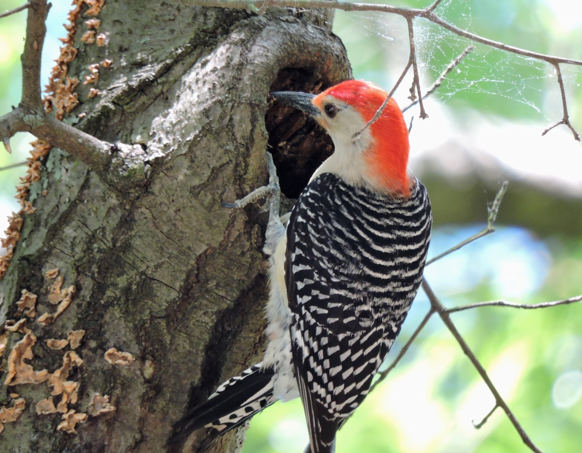 Red-bellied Woodpecker - ML27929871