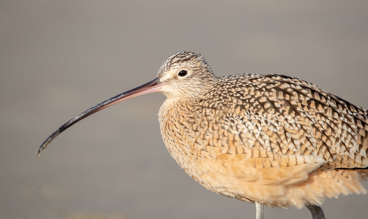Long-billed Curlew - ML279299181