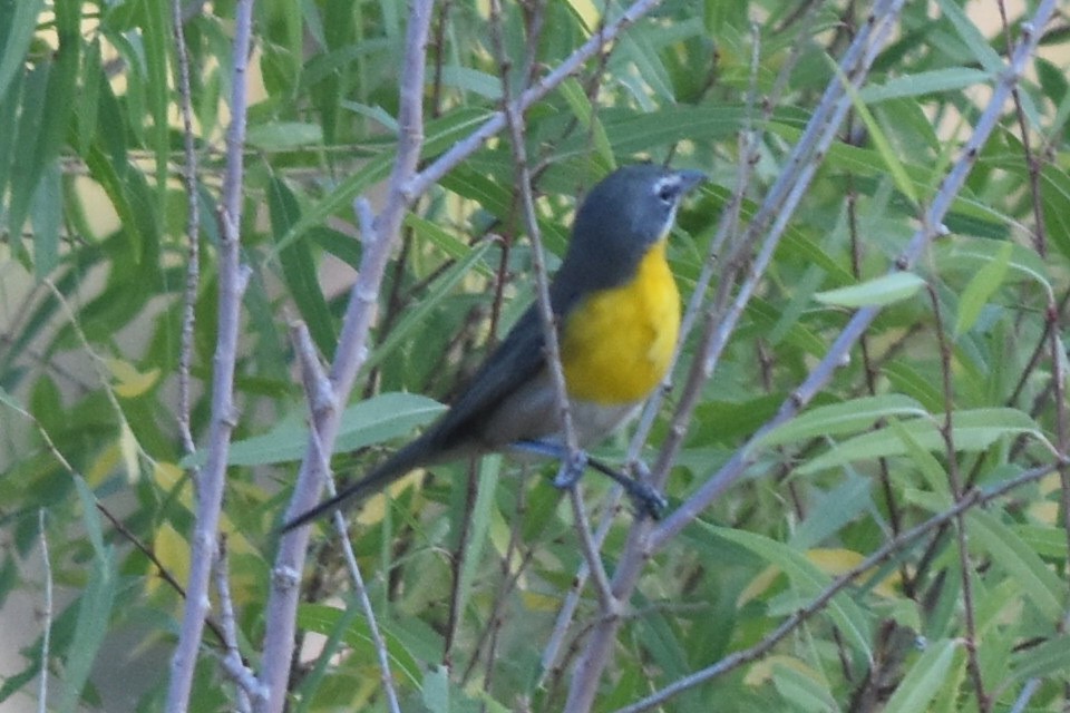 Yellow-breasted Chat - Caleb Strand