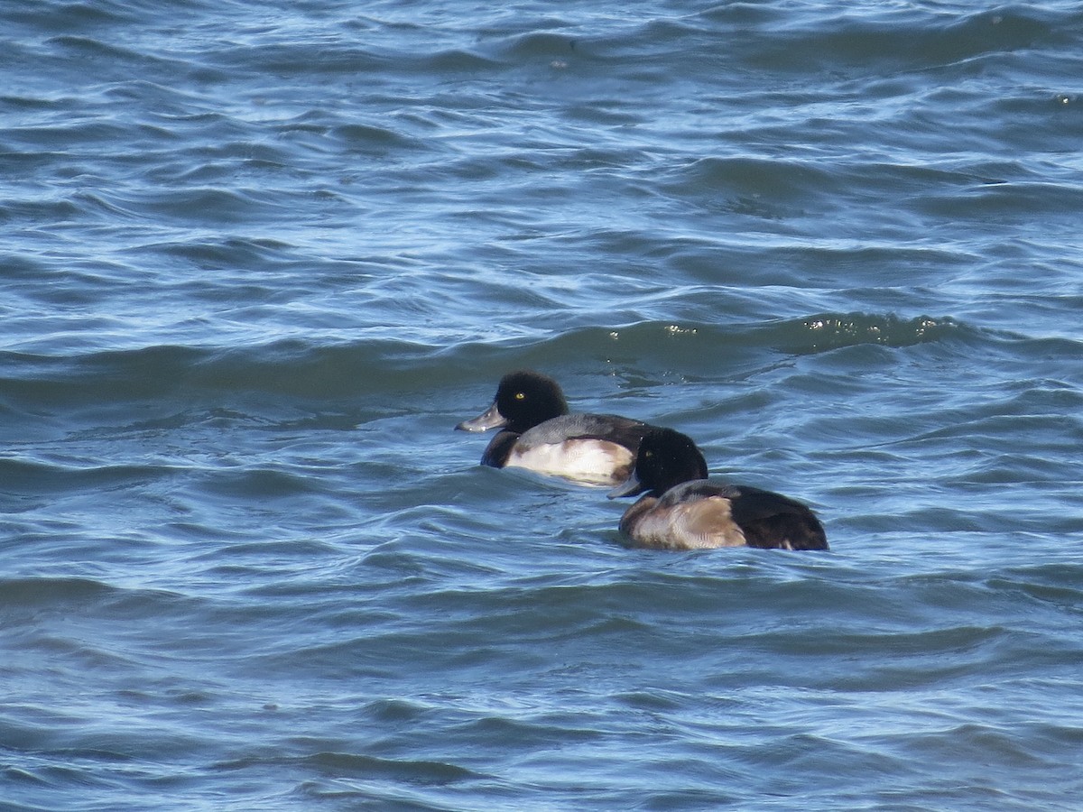 Greater Scaup - Kyle Leader