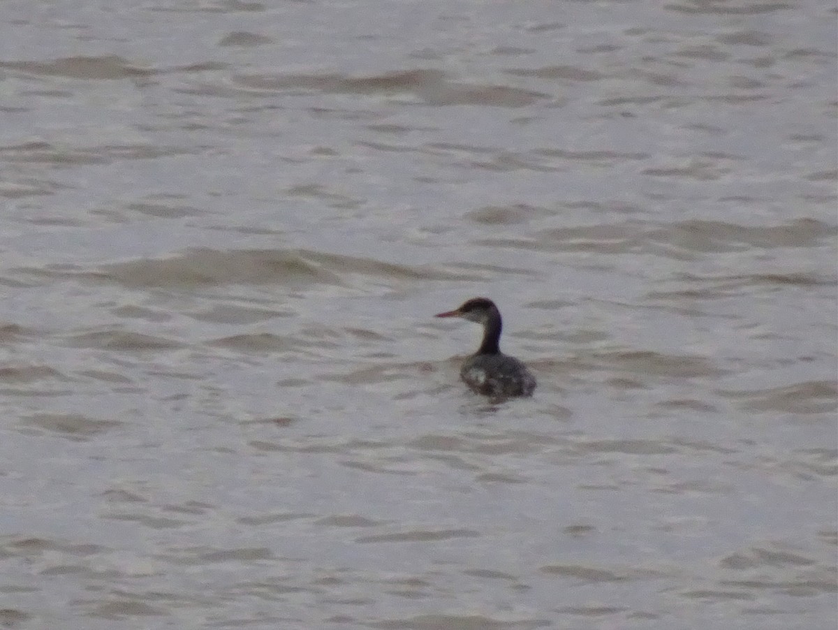 Red-necked Grebe - ML279303731