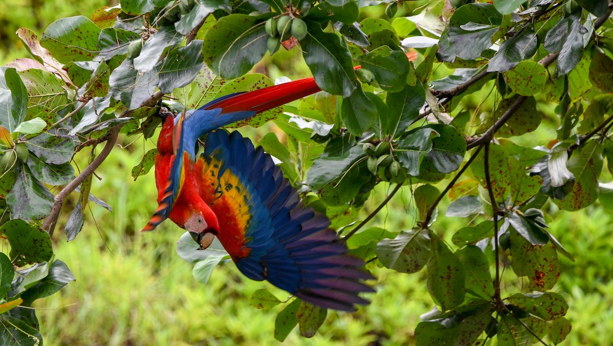 Scarlet Macaw - Sean Sime