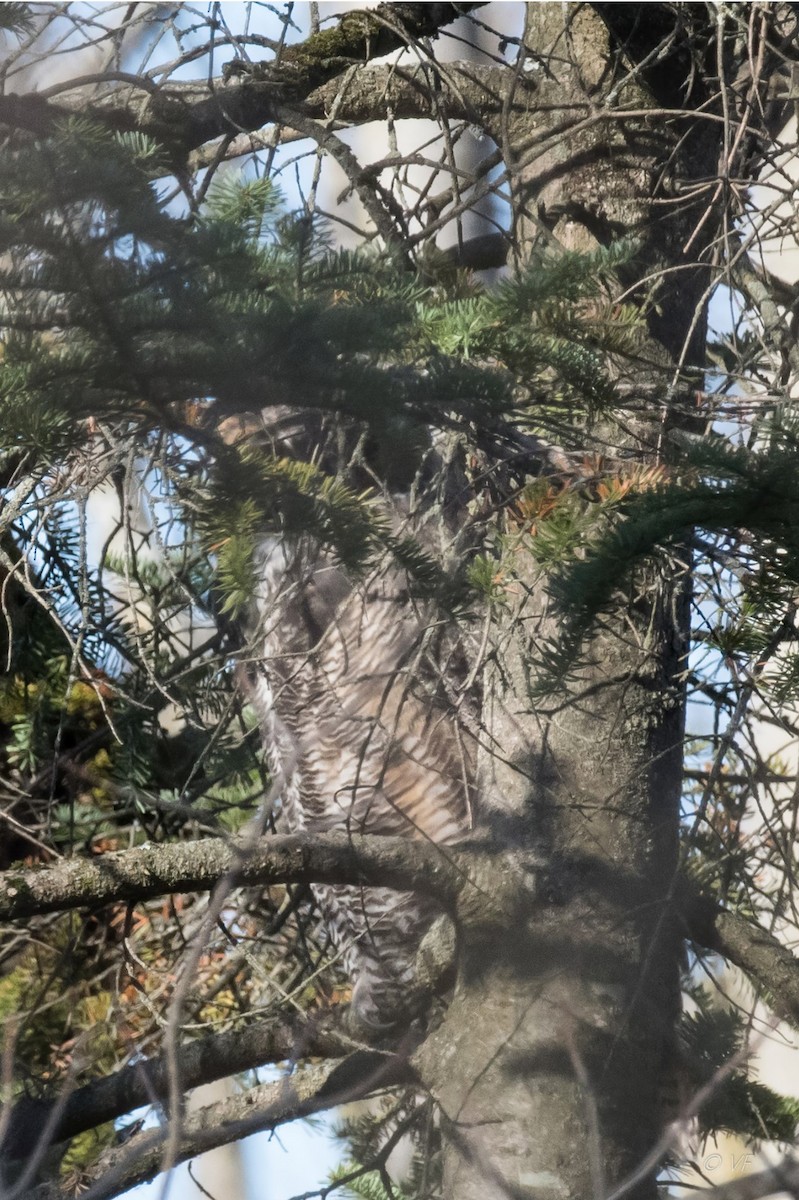 Great Horned Owl - ML279311181