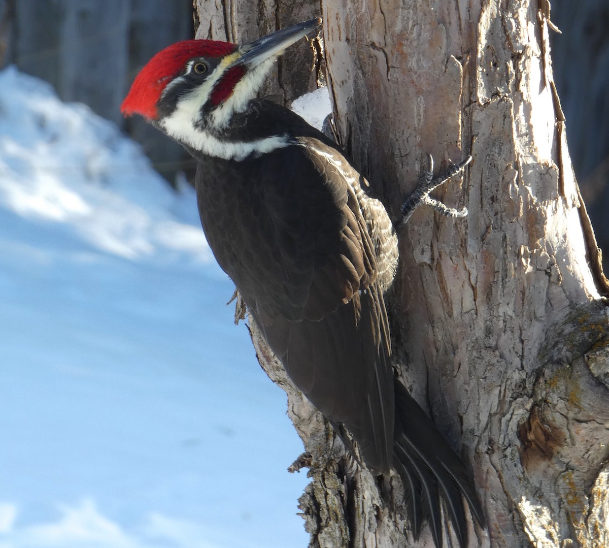 Pileated Woodpecker - Cole Wolf