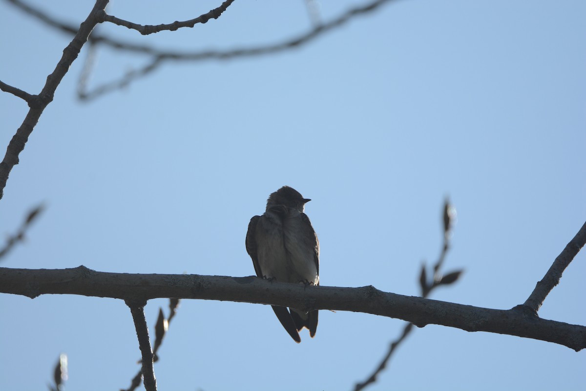 Northern Rough-winged Swallow - ML27931441