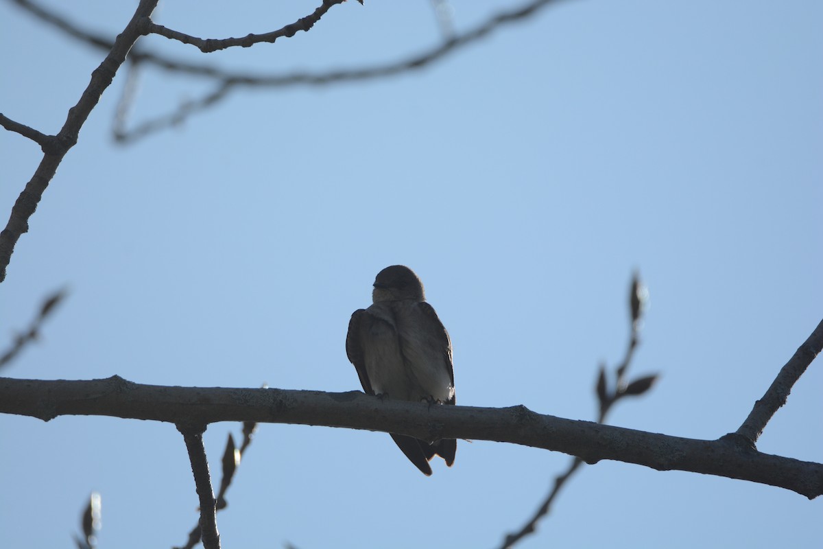 Northern Rough-winged Swallow - ML27931451