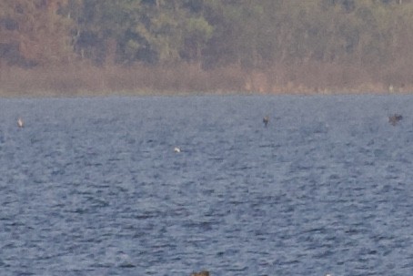 Red-throated Loon - ML279317781