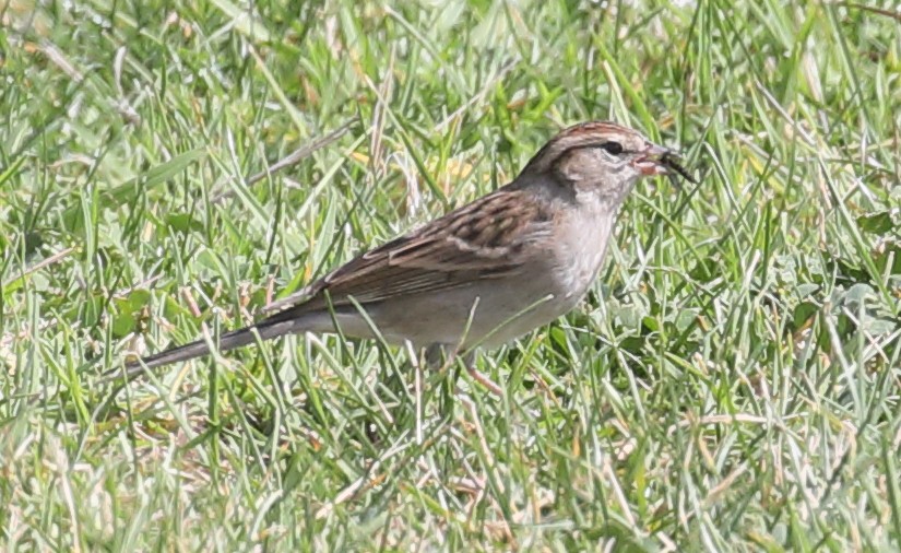Chipping Sparrow - ML279323721