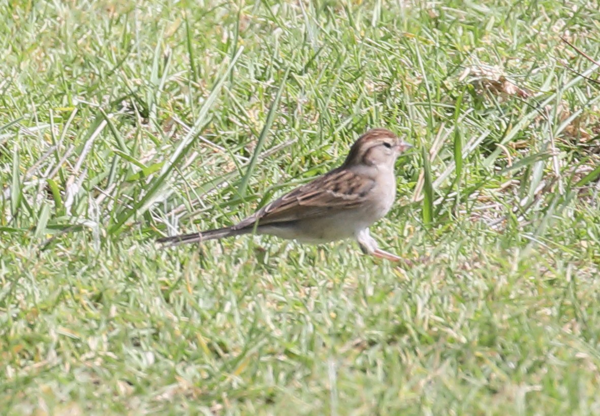 Chipping Sparrow - ML279323741
