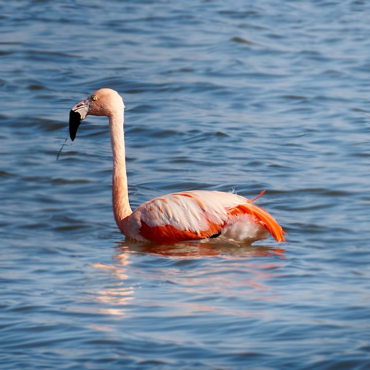 Chilean Flamingo - Eduardo Opazo M. - Emplumados_