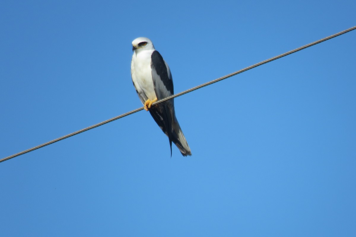 White-tailed Kite - Mel Cooksey