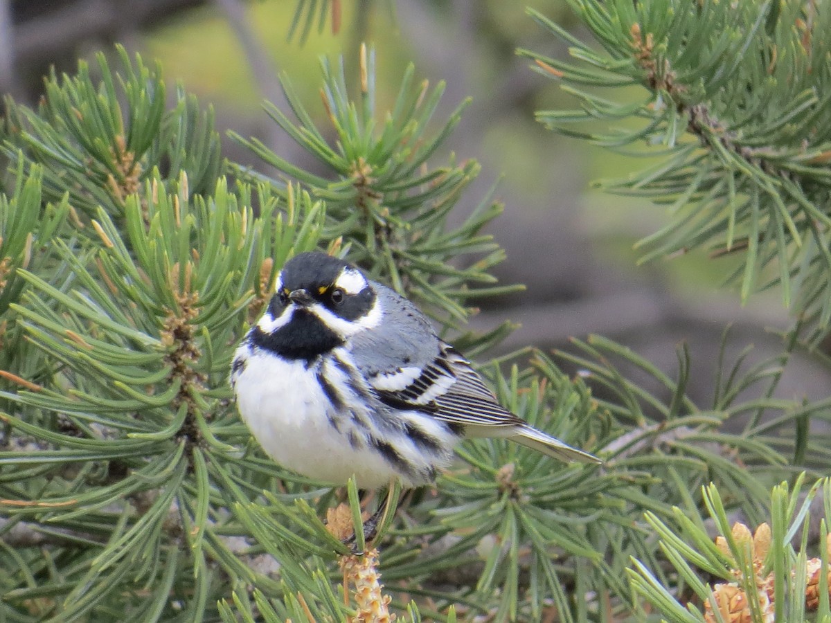 Black-throated Gray Warbler - Dean Shoup