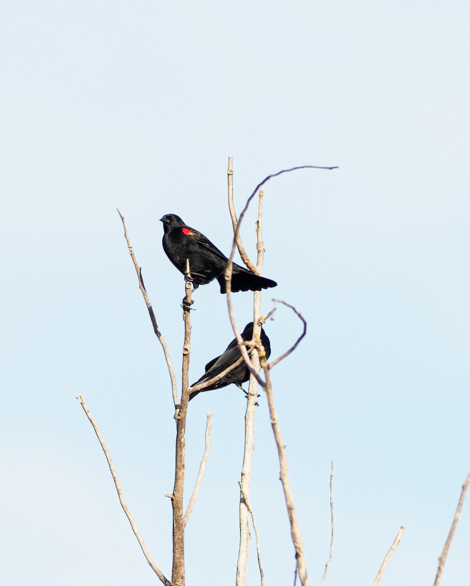 Red-winged Blackbird - ML279339251