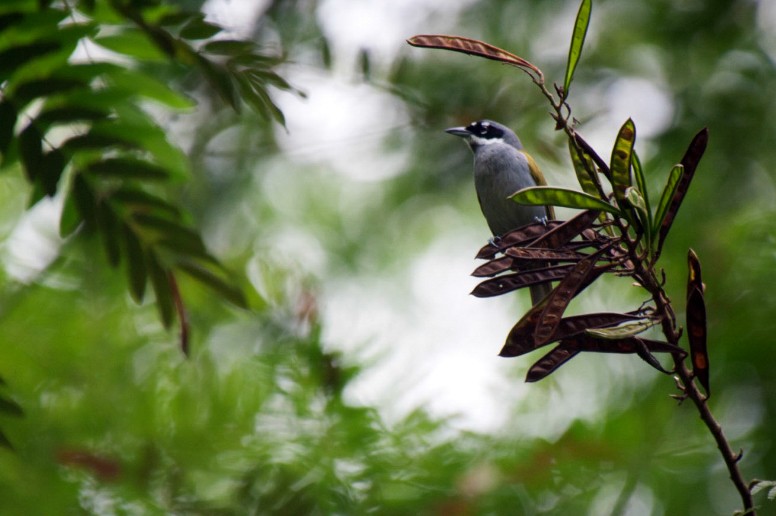 Gray-crowned Palm-Tanager - ML27934071
