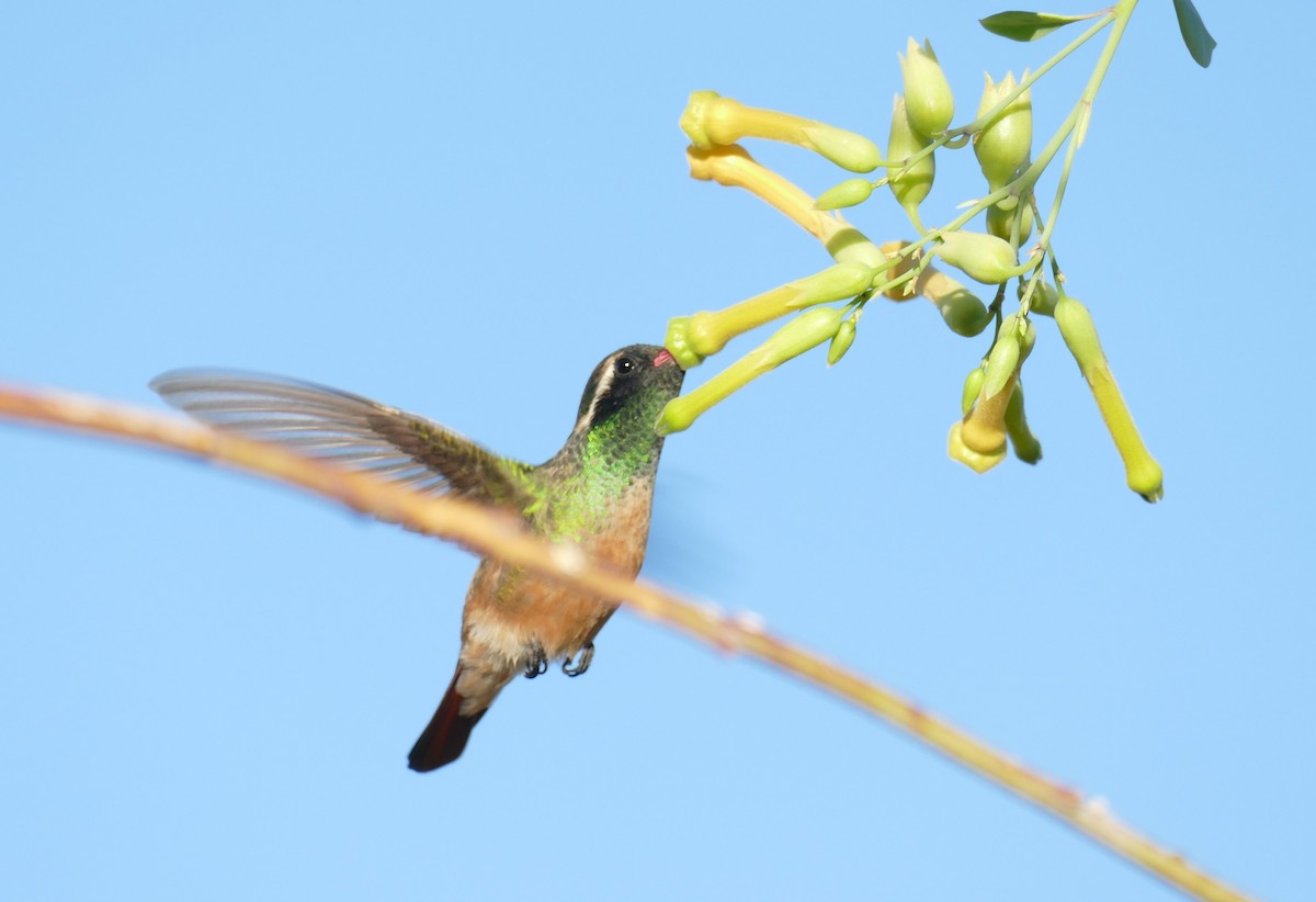 Xantus's Hummingbird - Richard Erickson