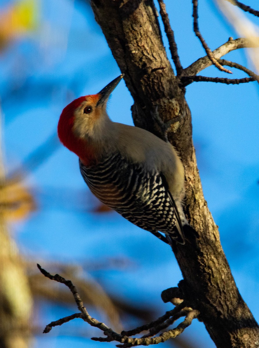 Red-bellied Woodpecker - ML279350351