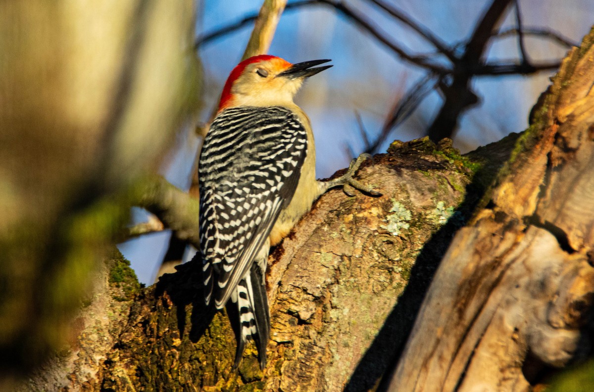 Red-bellied Woodpecker - ML279350471