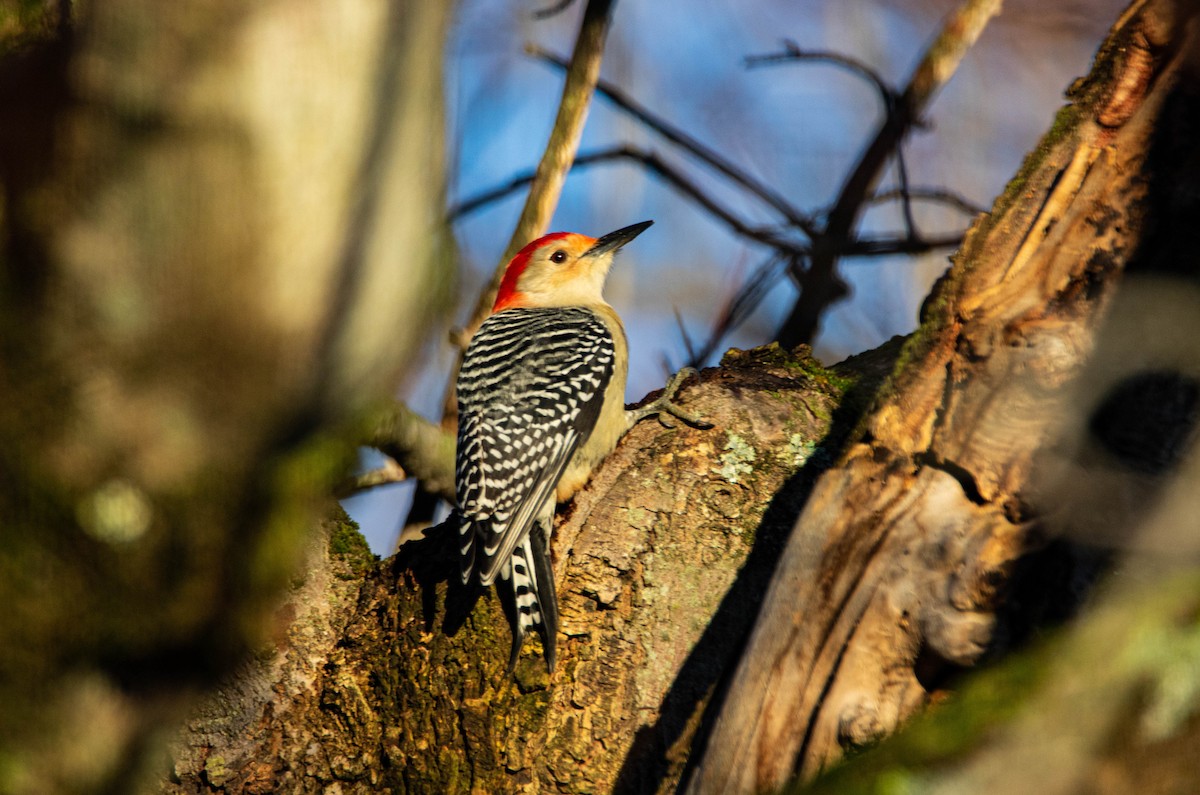 Red-bellied Woodpecker - ML279350511