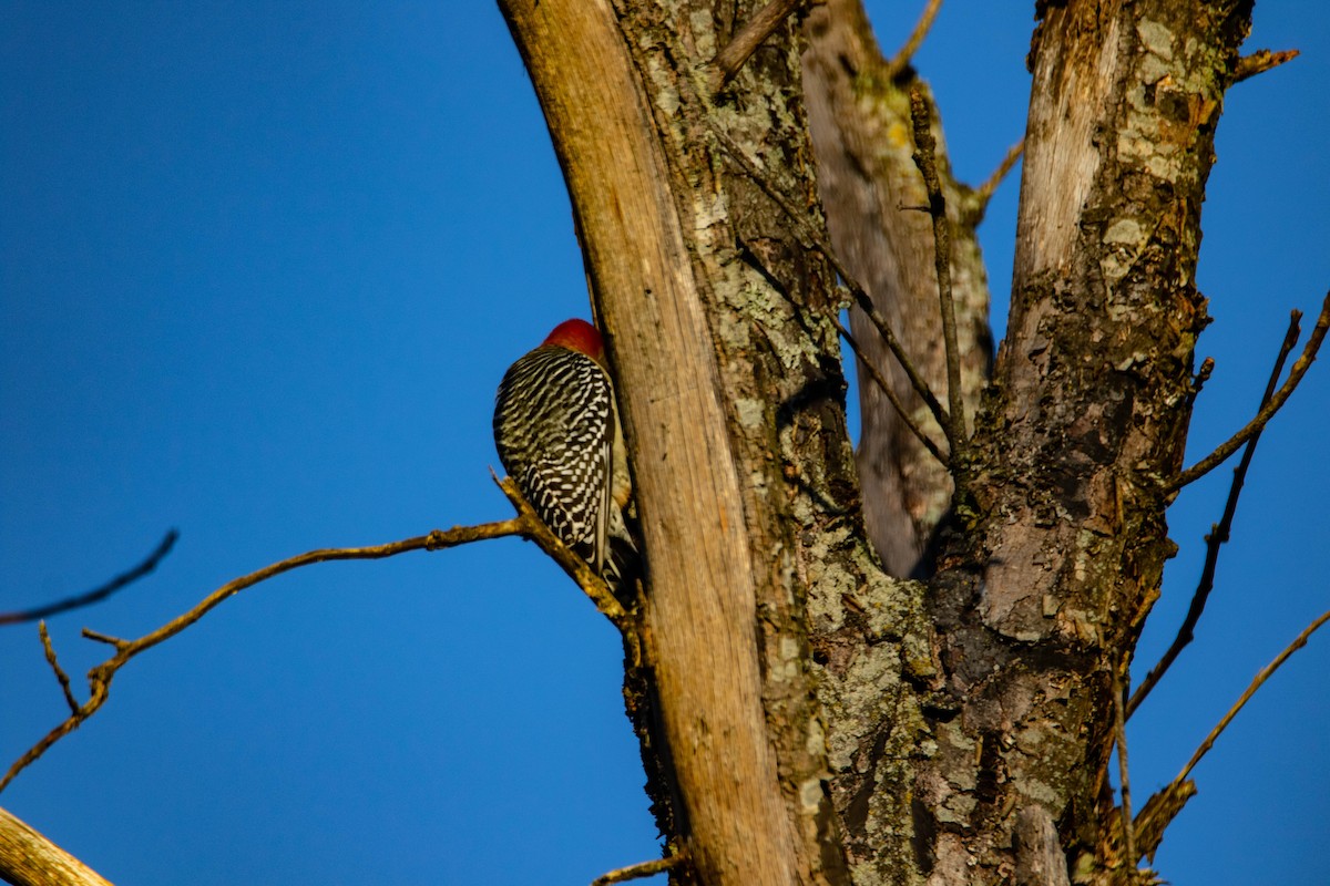 Red-bellied Woodpecker - ML279351351