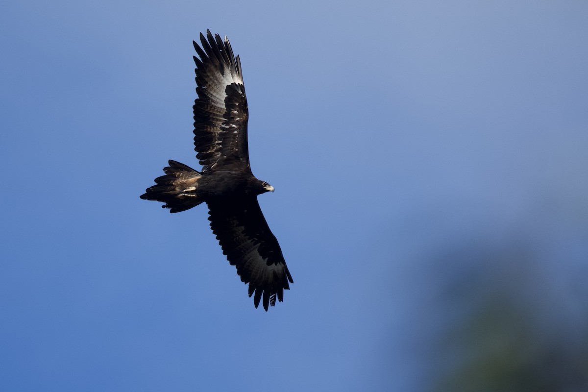 Wedge-tailed Eagle - ML279351931