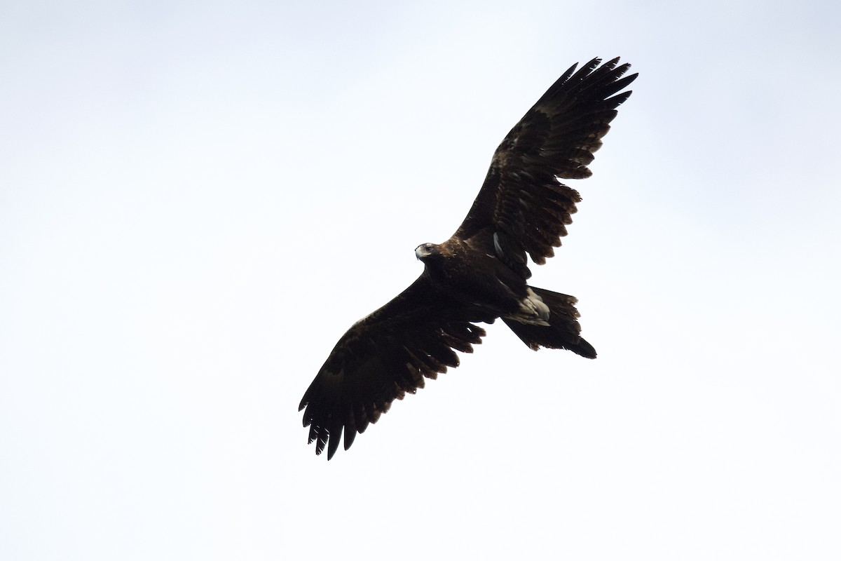 Wedge-tailed Eagle - Anonymous