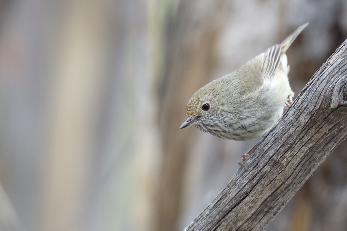 Brown Thornbill - Anonymous