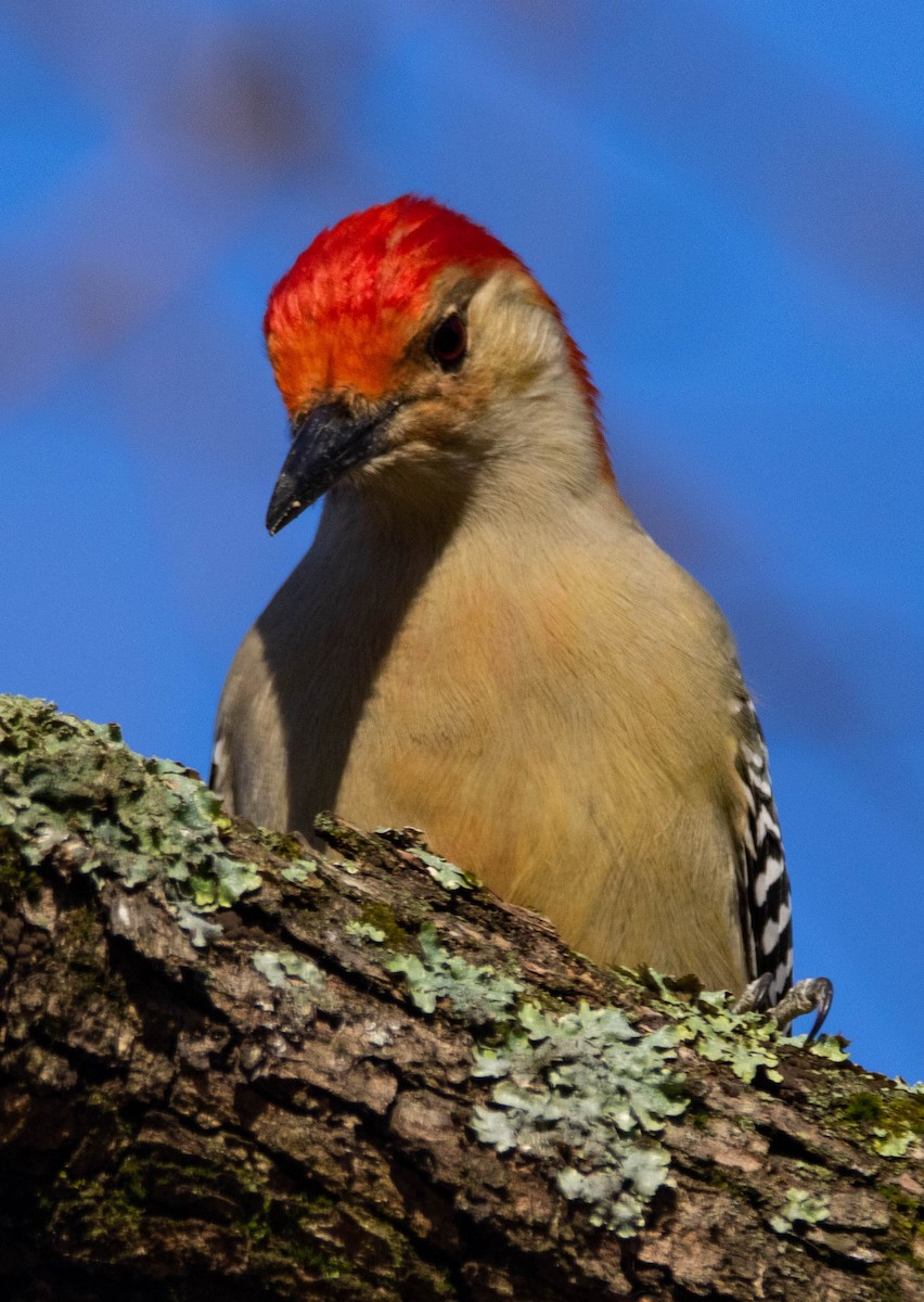 Red-bellied Woodpecker - ML279352371