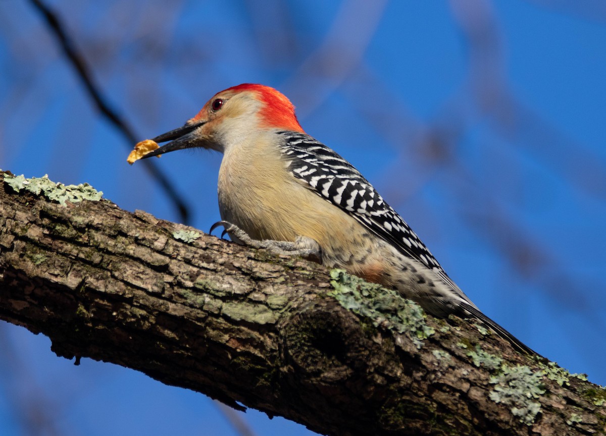 Red-bellied Woodpecker - ML279352391