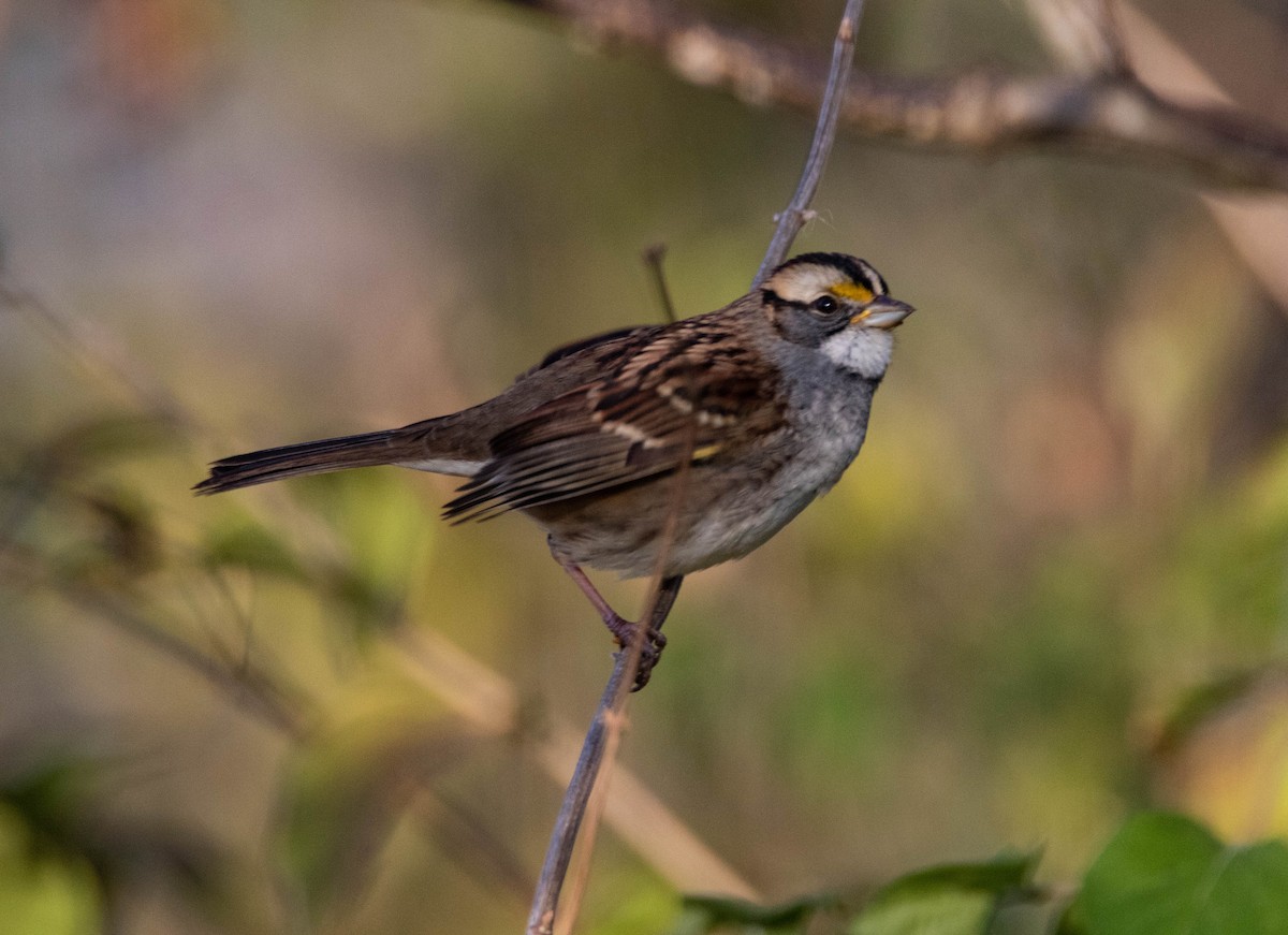 White-throated Sparrow - Steven Williams