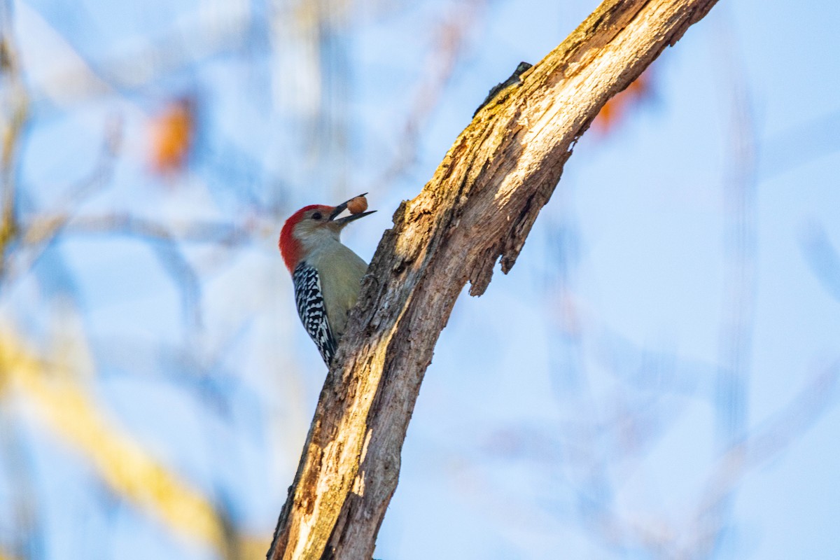 Red-bellied Woodpecker - Steven Williams