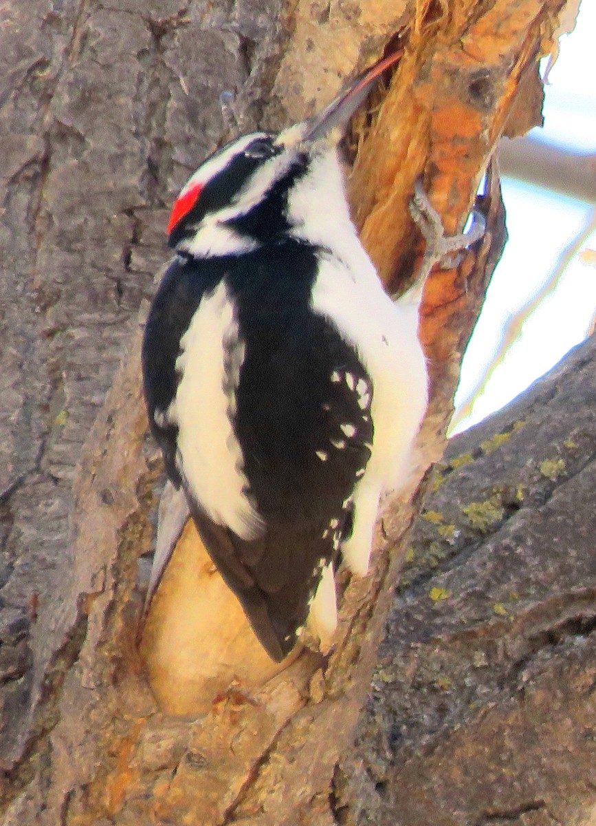 Hairy Woodpecker (Rocky Mts.) - Patrick O'Driscoll