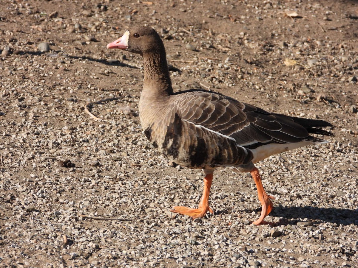 Greater White-fronted Goose - ML279358491