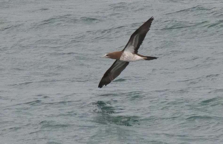 Brown Booby - ML279361901