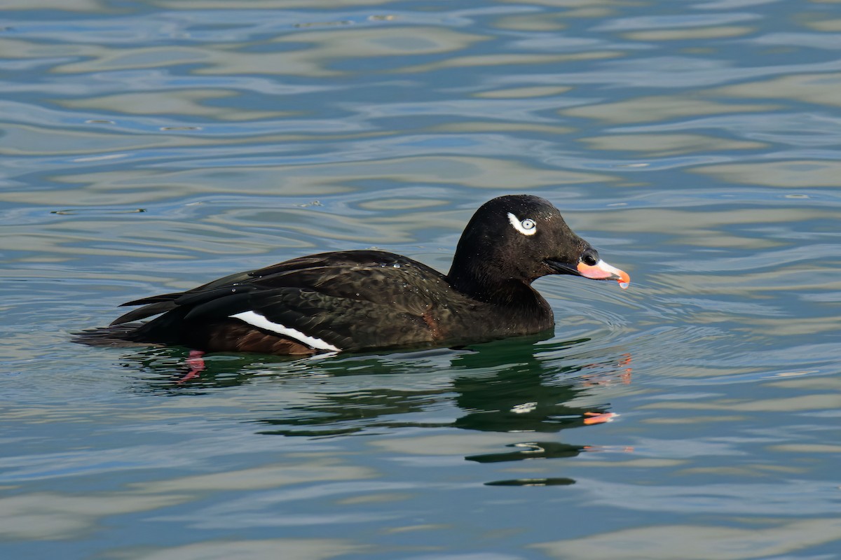 White-winged Scoter - Frank Lin