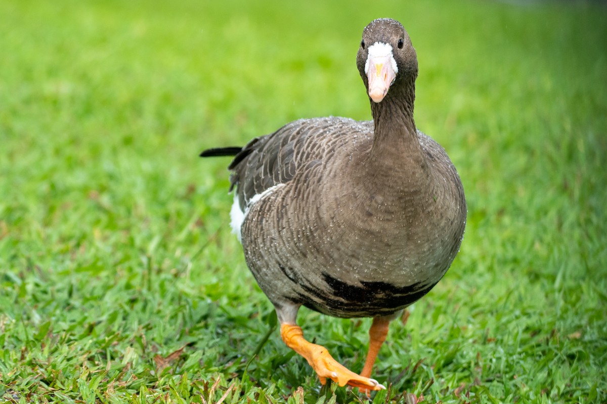 Greater White-fronted Goose - ML279366221