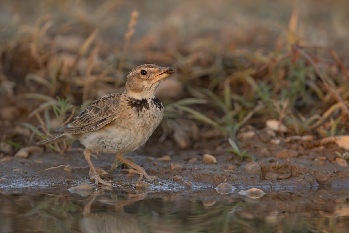 Calandra Lark - Marco Valentini