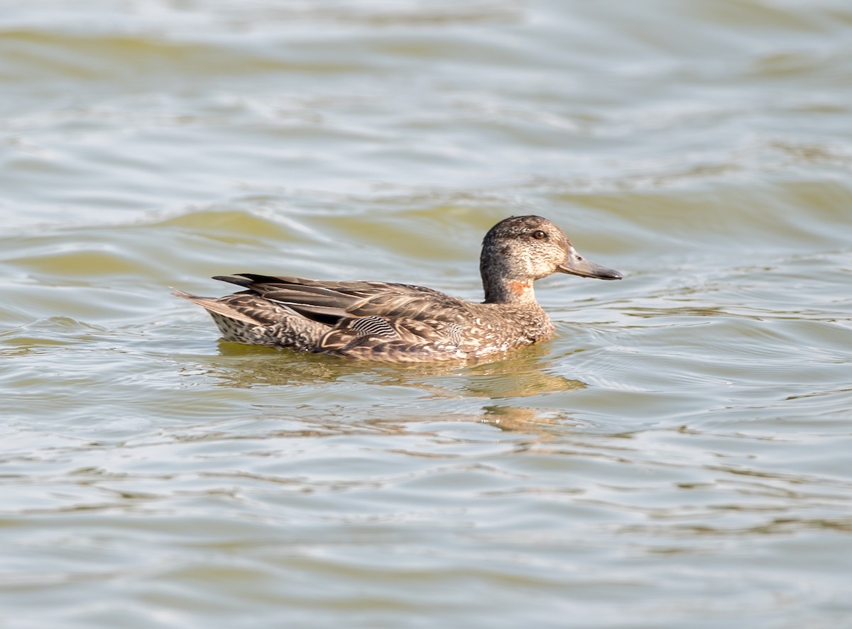 Green-winged Teal - ML279374471
