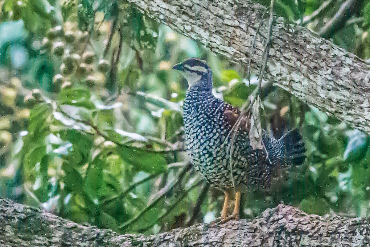 Chinese Francolin - ML279381021