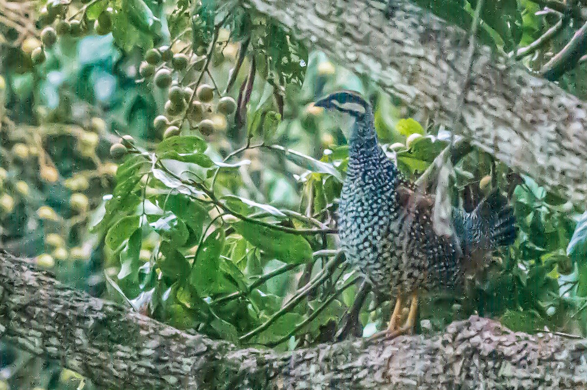 Chinese Francolin - ML279381031