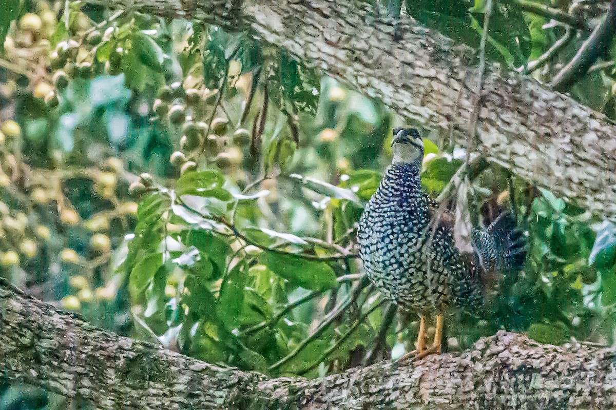 Chinese Francolin - ML279381071
