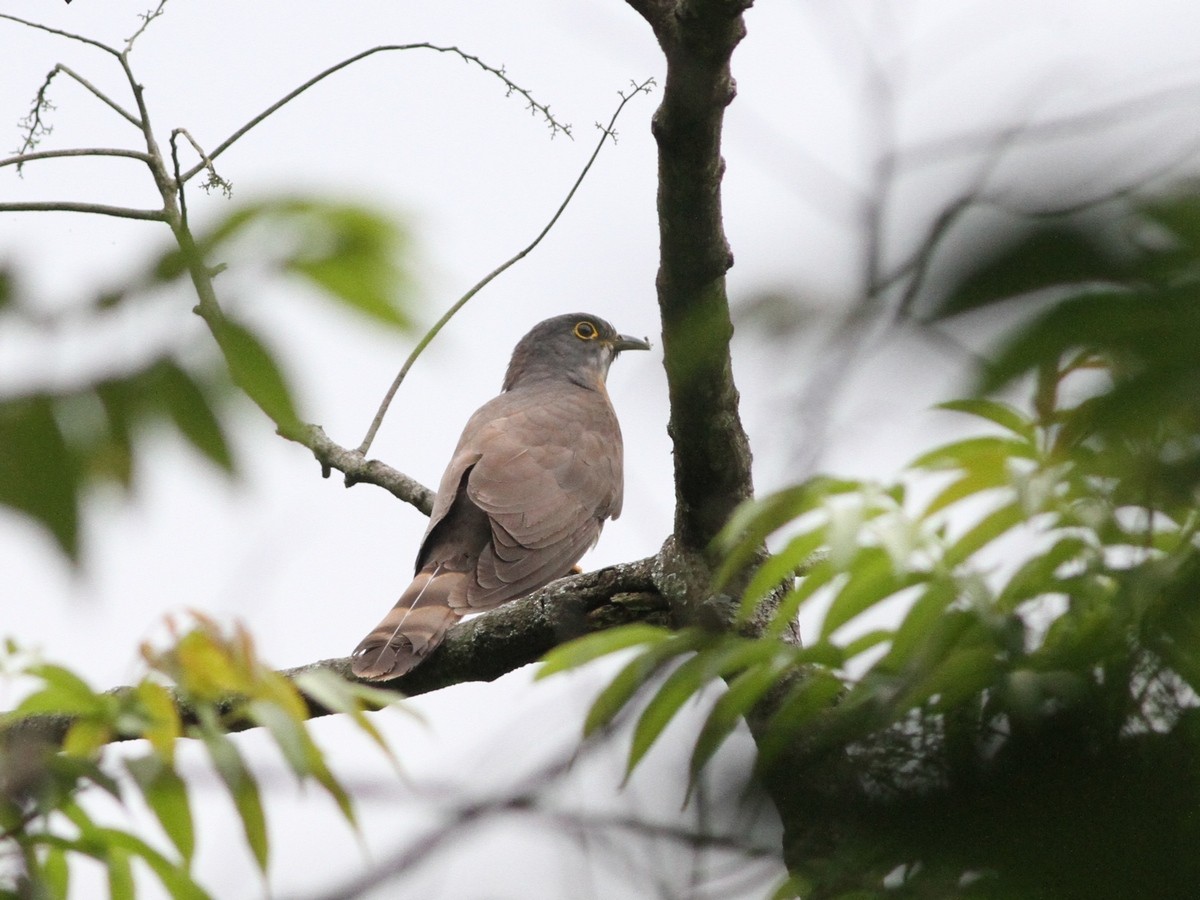Large Hawk-Cuckoo - Anonymous