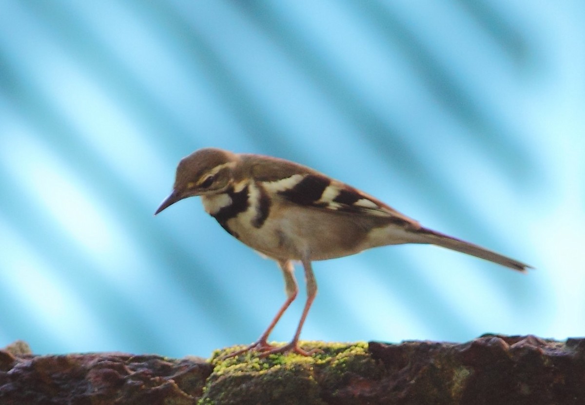 Forest Wagtail - ML279389561