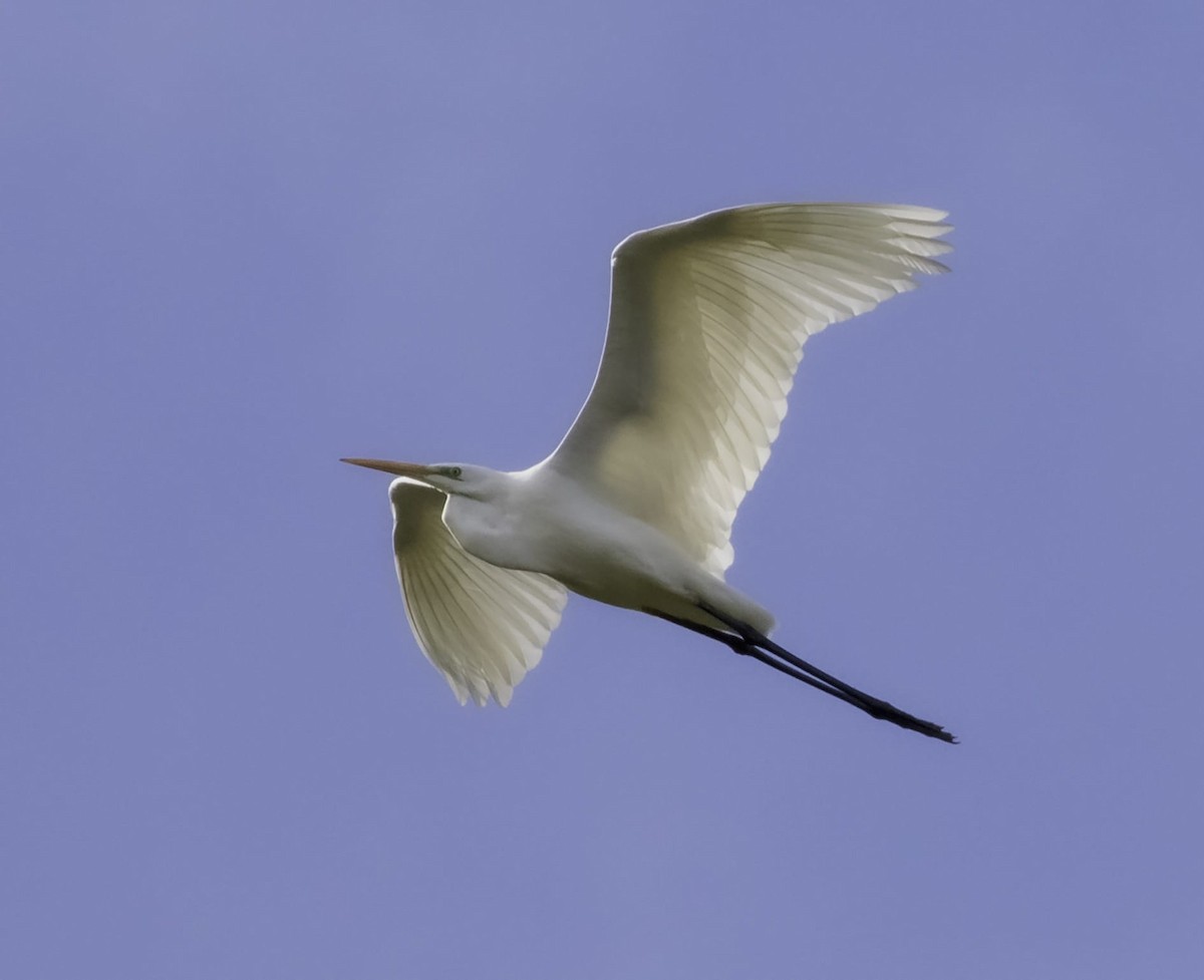 Great Egret - Arkamurka Natura Taldea