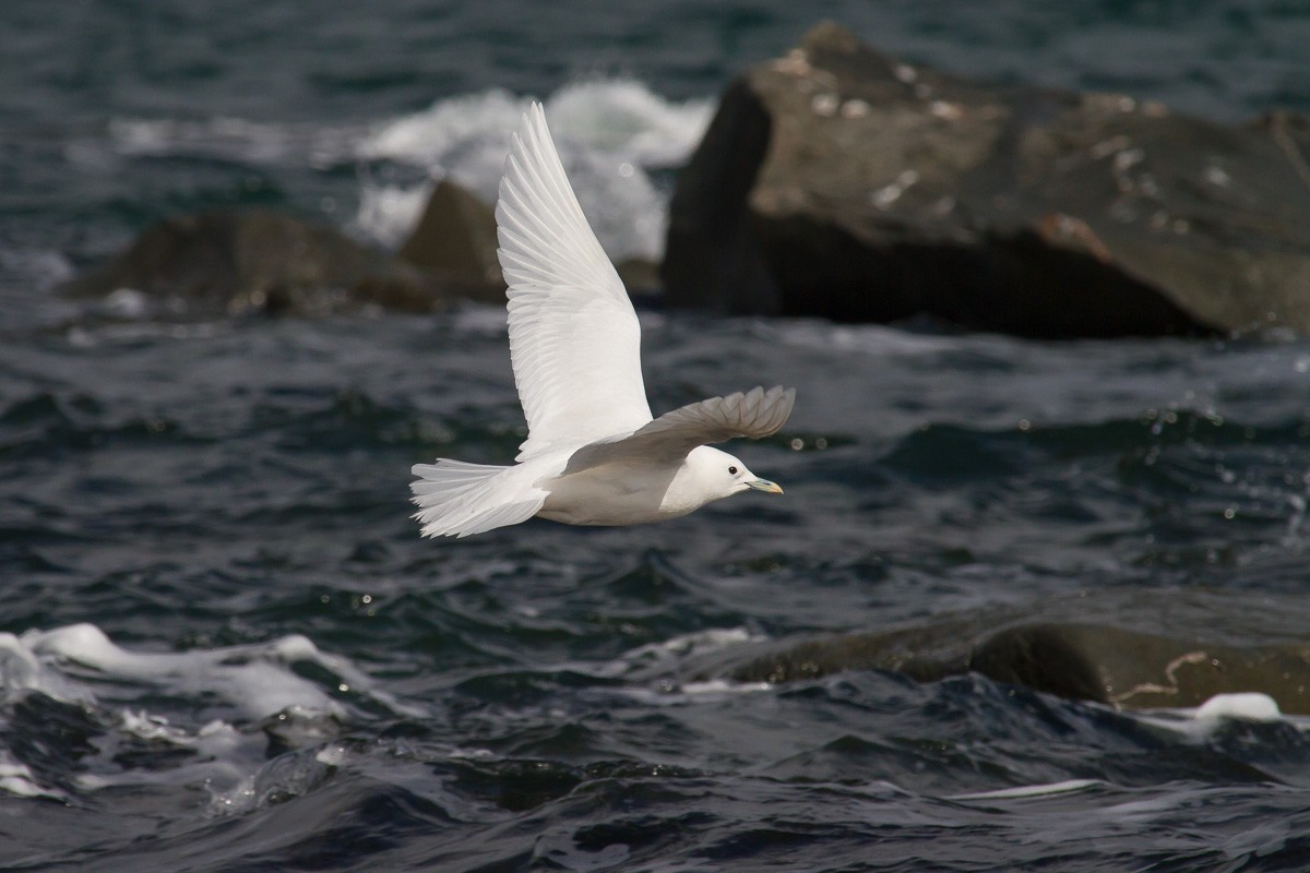 Ivory Gull - Hugues Deglaire