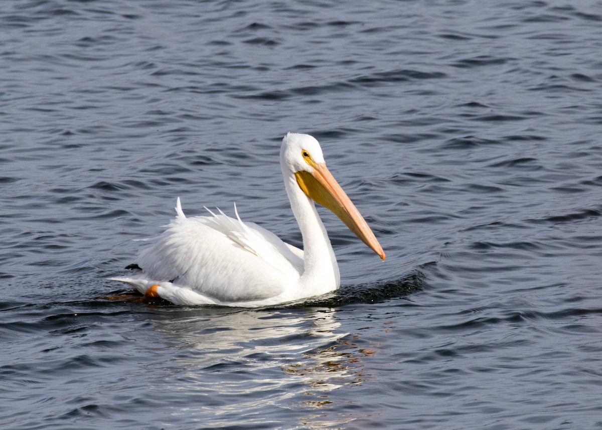 American White Pelican - Bob Martinka