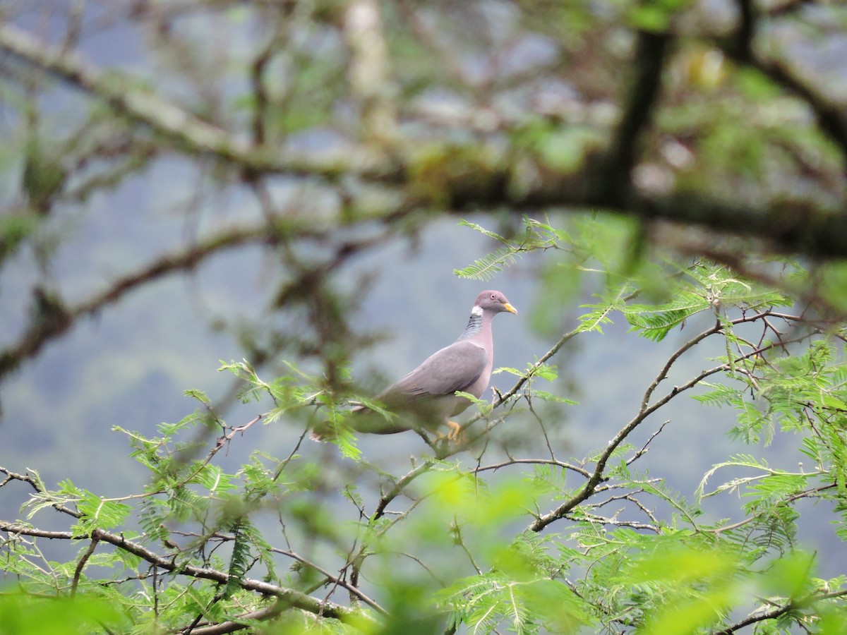 Band-tailed Pigeon - ML279398241