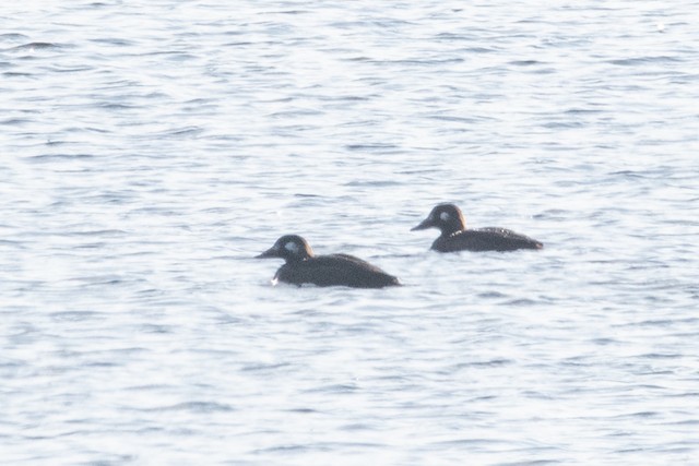 White-winged Scoter